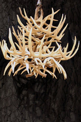 Fourteen Light Faux Antler Chandelier