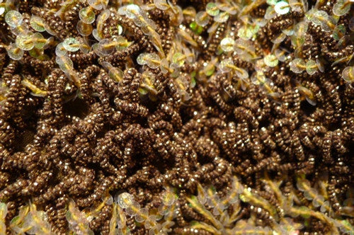 Lorenza Honey Bee Handwoven Purse
